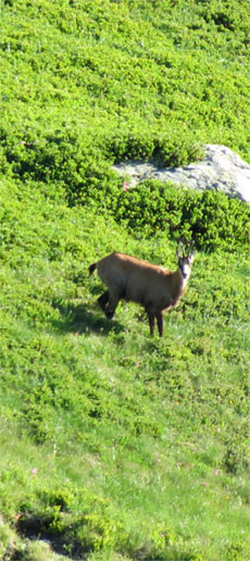 chamois