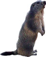 marmotte